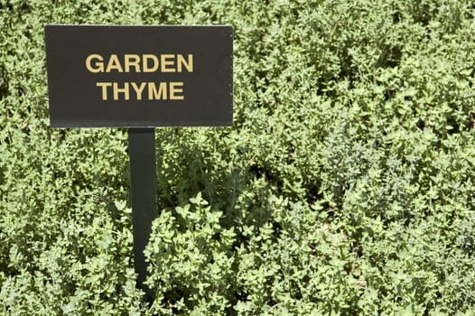 A patch of garden thyme (thymus vulgaris) with sign.