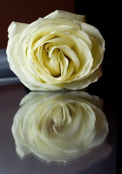 White rose macro , close -up with reflection render