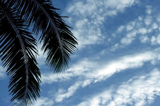 Coconut Palm Frond in the Philippine nice Blue Sky