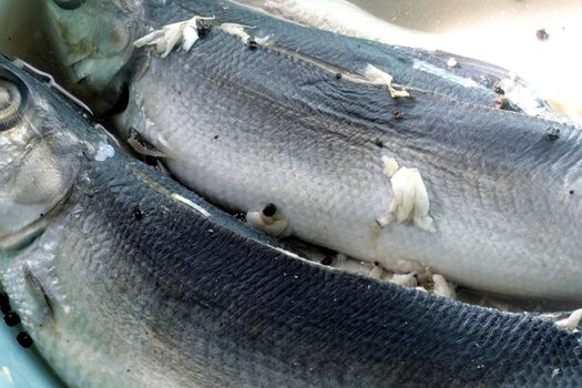 Marinated Milkfish with vinegar garlic pepper in a bowl