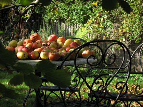 Harvest time collection of wind fall apples