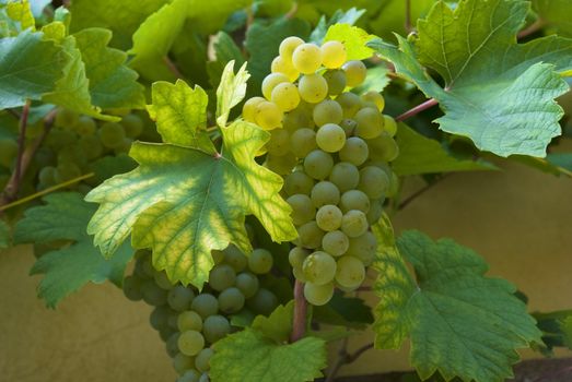 Green grapes and wine leaves