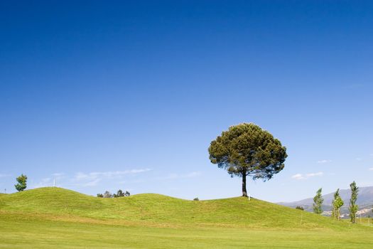 Tree in golf field with deep blue sky