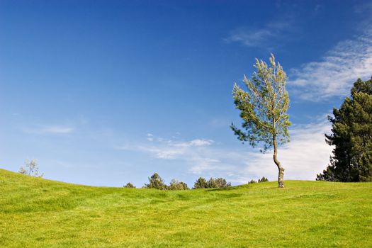 Tree in golf field with deep blue sky