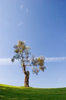 Tree in golf field with blue sky
