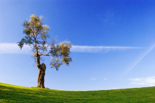 Tree in golf field with deep blue sky