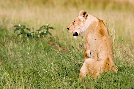 Female lion on African Savannah