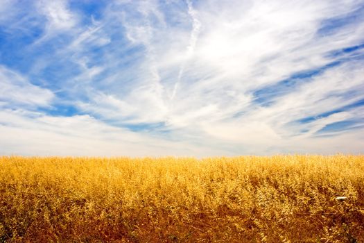 Golden wheat field and sky