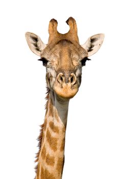 Massai Giraffe Close-up isolated on White. Massai Mara, Kenya