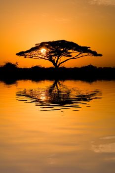 Beautiful african sunrise reflected on lake, with backlit acacia tree on Amboseli Natural Park, Kenya.