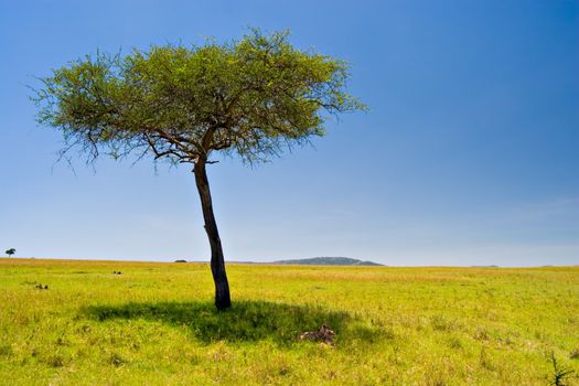 Two cheetahs resting below an acacia tree in Massai Mara, Kenya