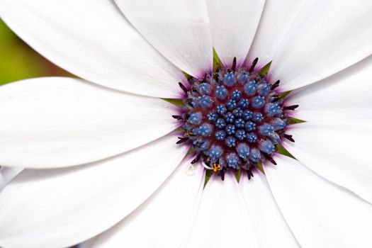 White Flower Macro