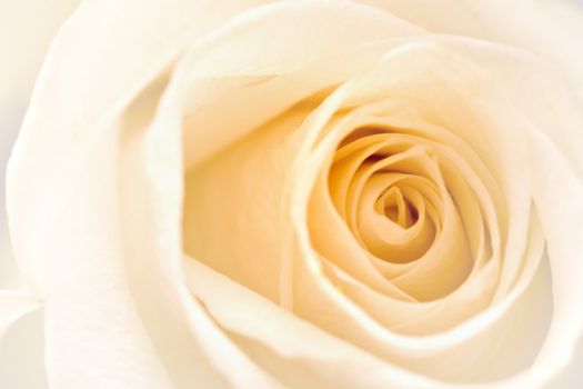 Soft focused white rose detail