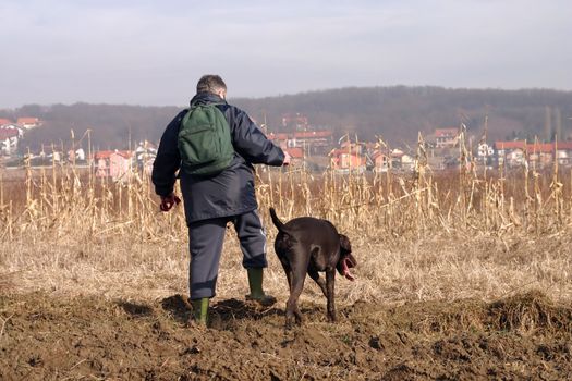 German shorthaired pointer in hunt