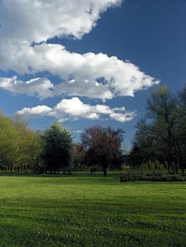 Meadow in a park with trees