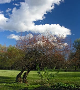 Tree in a park on meadow