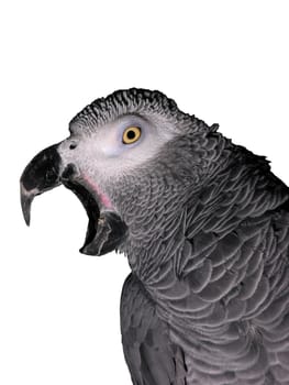 African gray parrot isolated with clipping path