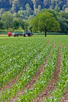 Tractor working on corn field