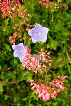 Flowers on green background