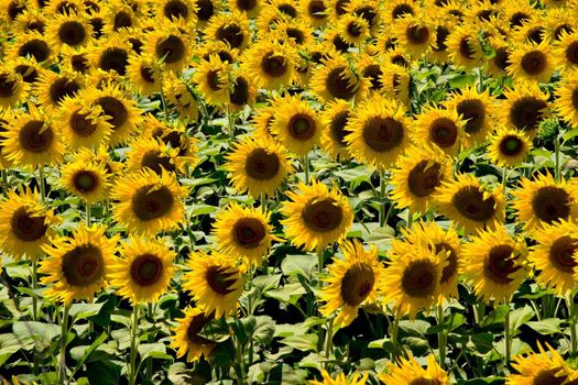 Sunflower field background