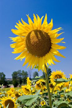 Sunflower on deep blue sky