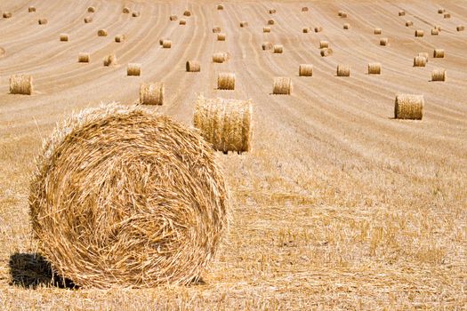 Hay bales on harvested field waiting to be collected