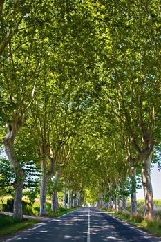 Endless Road surrounded by trees