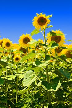 Sunflowers against deep blue sky