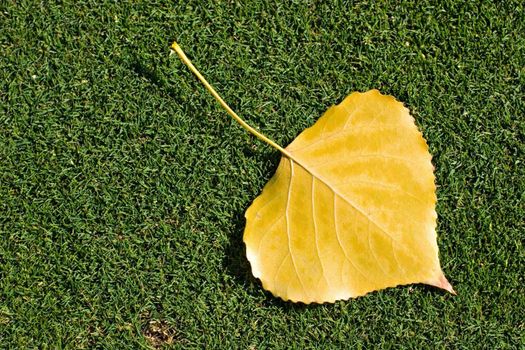 Yellow leaf fallen on grass