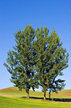 Two trees in green golf field.