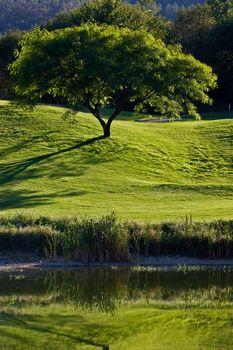 Tree in golf field, near lake