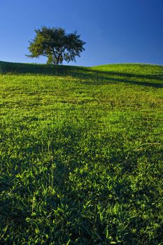 Tree on Grassland with deep blue sky.