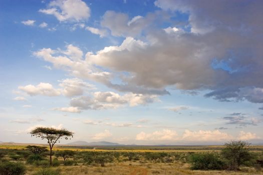 African Landscape - Kenya