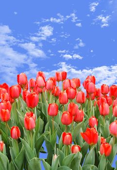 Nice spring, red tulips for your summer design