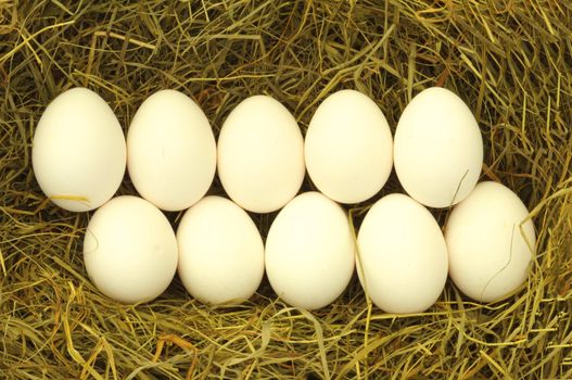 blank egg in hey or straw with copyspace for characters