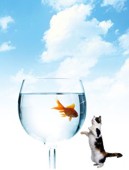 Fish is in the glass and a cat looking at it