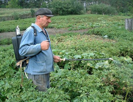 Rural man processes poison potato from insects of wreckers
