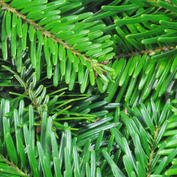green fir from a xmas or christmas tree can be uses as background