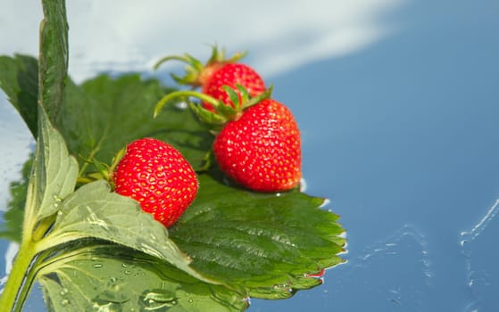 The first ripened strawberry on a background of the blue sky