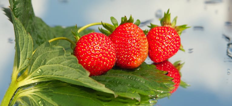 The first ripened strawberry on a background of the blue sky