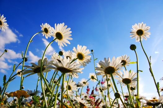 daisy flowers from below with blue sky on sunny summer day