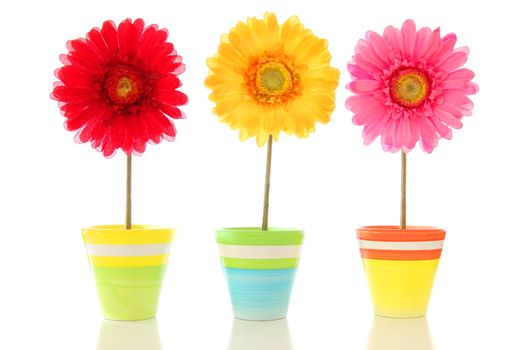 funny summer flowers isolated on white background