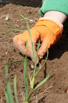 Sowing a plant in orange gloves