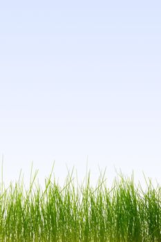 green and fresh grass in spring under blue sky