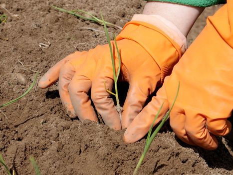 Sowing a plant in orange gloves