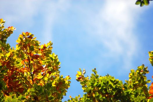 autumn in the forest with golden leaves on trees