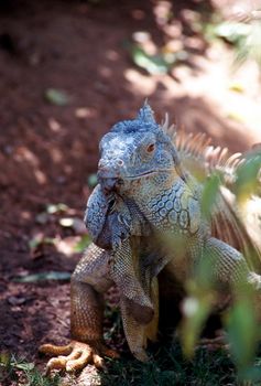 Green Iguana of Central  and South America