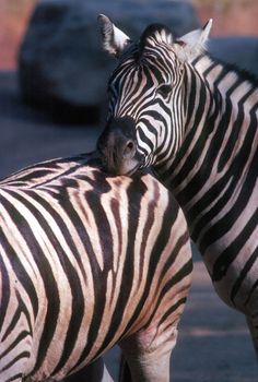 Zebra resting head on other zebra