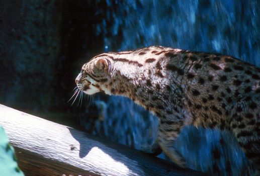 Ocelot passing by a waterfall