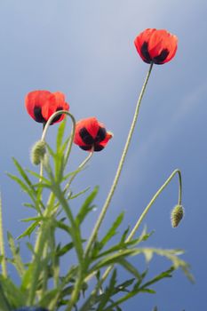 Bouquet from the field poppies broken on a meadow